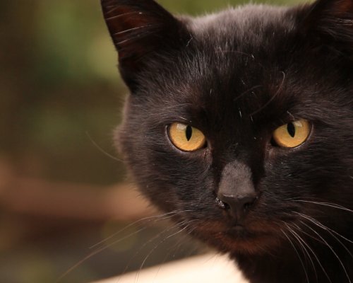 Fekete macskás videóval hívja fel a figyelmet a kóbor állatok nehéz sorsáraaz eMAG.hu